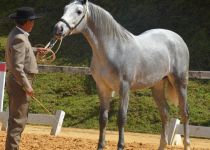 SECRETO DE TAL, DE CORTIJO LAS CASTAÐAS. SUBCAMPEON JOVEN DEL CONCURSO